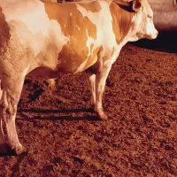 گوشت گوساله
