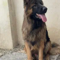 ژرمن شپرد اصیل