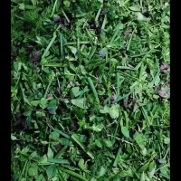سبزی خوردن پاک شده پر ریحون درجه یک