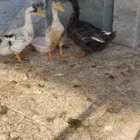 اردک