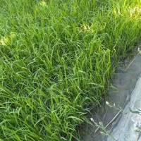 نشاء چلتوک برنج