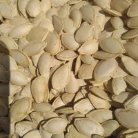 برنج محلی به شرپخت و250کیلو چلتوک کاگفیروزی