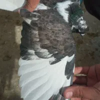 کفتر|پرنده|خوانسار, |دیوار
