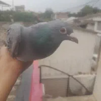 کفتر