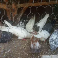 پرنده