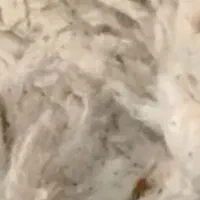 پنبه