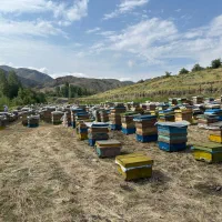 فروش عسل خالص و تازه با ارسال به سراسر ایران