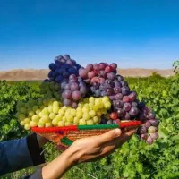 انگور رسیده شیرین از همه نوع