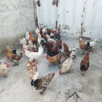 خروس جوان لری سالم و سر حال