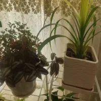 گل طبیعی|گل و گیاه طبیعی|اصفهان, لاله|دیوار