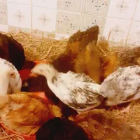 باسلام جوجه۴۰روزه نژاددومنظوره گوشتی و تخم گذار