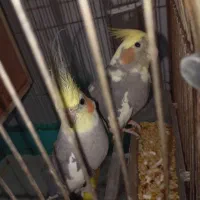 دو عدد عروس هلندی سالم