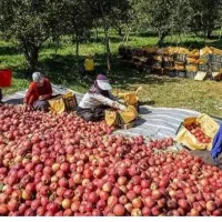 سرکارگر  گردو تکانی و انگور چینی و گوجه چینی