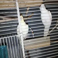 عروس هلندی
