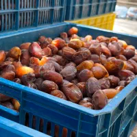خرما کروت