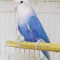 طوطی کوتوله مجانی