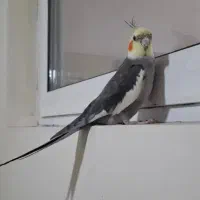 عروس هلندی سخنگو