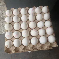 پخش عمده تخم مرغ