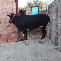 گستر چاق