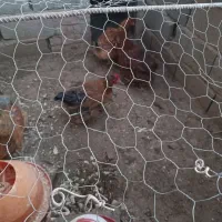 مرغ محلی|حیوانات مزرعه|یزدان شهر, |دیوار