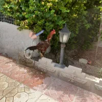 خروس لاری معاوضه با مرغ خروس محلی