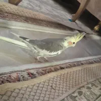 عروس هلندی جوجه تقریبا ۳ ماه دون خور