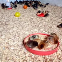 جوجه گلپایگانی یک روزه