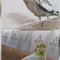 عروس هلندی