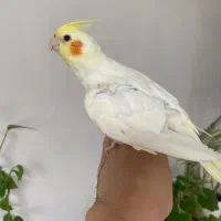 عروس هلندی ماده