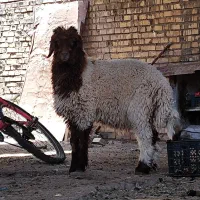 بره نره چاق
