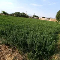 فروش یونجه چین دوم