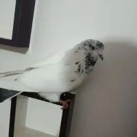 کفتر|پرنده|ماکو, |دیوار