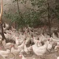مرغ هلندی سفید تخمگذار