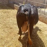 دوتا گاو آبستن