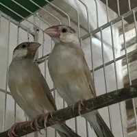فنچ نرگسی شکلاتی