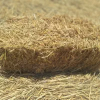 خریدار کلش گندم نقدی