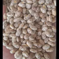 لوبیا چیتی درجه یک برداشت امسال