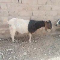بز‌جملی‌معاوضه‌با‌کره‌نر