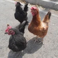 مرغ جوان تخمگذار