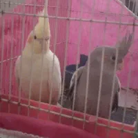 عروس هلندی