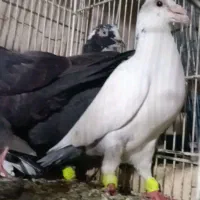 ۱۹تا کفتربوم شهرستانی