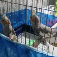 فروش فوق‌العاده عروس هلندی