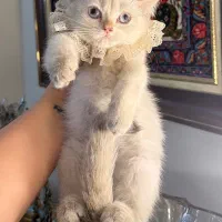 گربه بریتیش ماده
