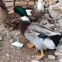 اردک او بوقلمون