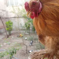 خروس برهما