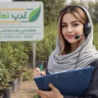 فروش نهال مرکبات پسته صنوبر بادام گردو انگور به