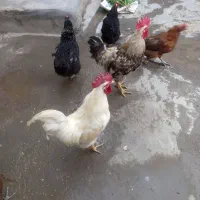 مرغ و خروس رسمی