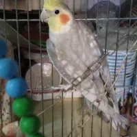 معاوضه عروس هلندی نر