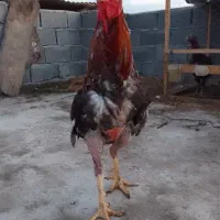 واگزاری خروس لاری