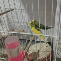 مرغ عشق